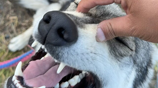 Is this a dog or a wolf? Of course it's a dog!