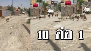 10 ต่อ 1 ไม่ถือว่ารุม ถ้าเข้ามาทีละตัว.!!
