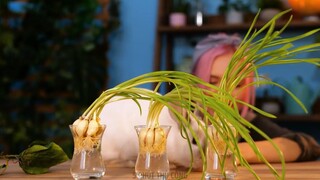 THỦ THUẬT THÔNG MINH ĐỂ TRỒNG CÂY CỦA RIÊNG BẠN __ Mẹo Làm Vườn Cho Người Mới