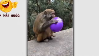 Cười Sảng Khoái Với Những Khoảnh Khắc Vui Nhộn Hài Hước Và Lầy Lội Nhất p1