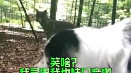 เมื่อน้องหมาได้ยินเสียงฝูงหมาป่าหอนเป็นครั้งแรก ก็อยากลองหอนเลียนแบบบ้าง แต่ทันทีที่มันอ้าปาก กลับทำ