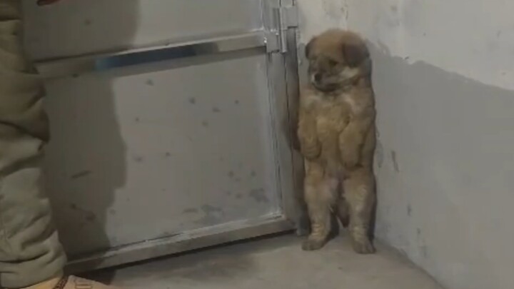 Anjing yang dihukum berdiri