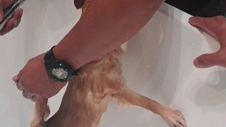 Titan hates baths....Again