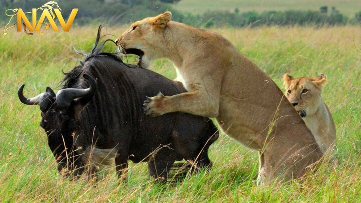 Lions Kings of the Savannah  Roar of the Wild 4K UHD Documentary(1080P HD)