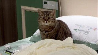 Phản hồi trực tiếp để dập tắt tin đồn! Tất cả mèo nhà tôi đều ổn!