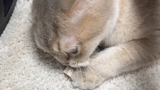 A little trick: easily trick the cat into drinking water!