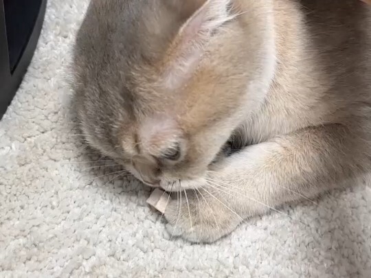 A little trick: easily trick the cat into drinking water!