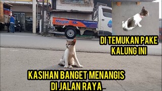 Anak Kucing Lumpuh Di Buang Kasihan Banget Minta Tolong Orang-Orang Yang Lewat..!