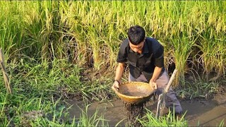 Nhớ Chiều Quê Bắt Cá Đồng Mùa Nước Cạn Về Kho Quẹt | Ở Nhà Nấu Ăn