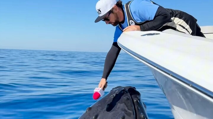 Từ chối các màn biểu diễn của động vật, nhưng đành chịu khi chính chúng tự biểu diễn thôi!