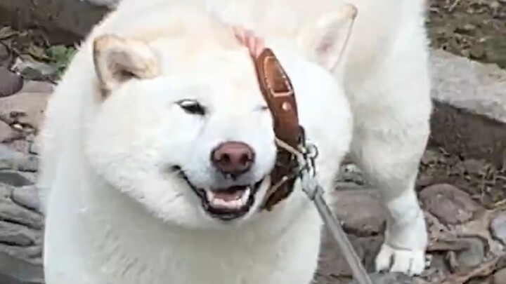 “My Frustrated Cat and My Clueless Owner”