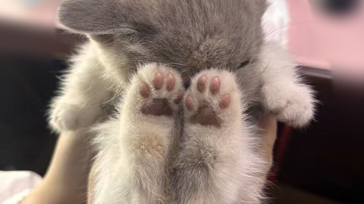 ปิดหน้าต่างก็ไม่ช่วย หัวหน้าโกดังเลี้ยงแมว