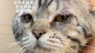 เปลือกตาของแมวจะพลิกกลับด้าน และยังสามารถรักษาด้วยการผ่าตัดและทำหมันได้อีกด้วย
