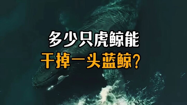 How many orcas would it take to take down a blue whale?