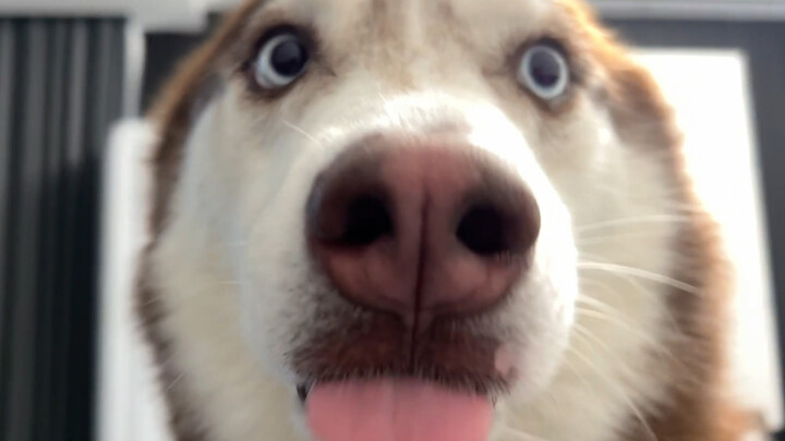 ฮัสกี้: น้องหมาขี้อ้อน เมื่อไหร่เจ้าของก็ใจละลาย!