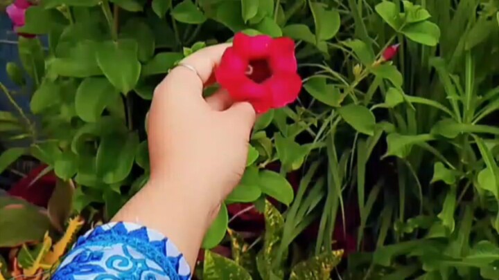 Aesthetic natural photo, No face pose photography #trendingshorts #viralreels#my#nature #reel