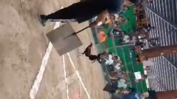 My YLH over Boston  On the moves ( Champion ) AJ GameFowl