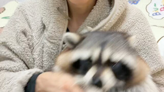 الطفل الراكون الذكي لا ينخدع