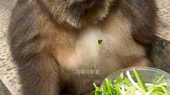 قرد الشمال الشرقي؟؟؟؟