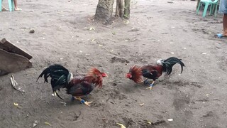 Lawis Backyard Gamefowls (Spar-bulag isa)