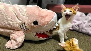 Thú Cưng Siêu Dễ Thương Hài Hước | Chó Mèo Hài Hước | Cute Pets And Funny Animals Compilation