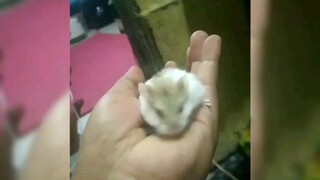 tikus apa curut?