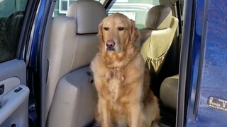 When your dog doesn't want to go to the hospital...