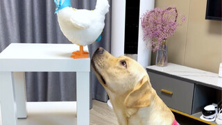 The dog doesn’t seem to like the new feeder I bought