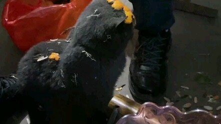 Kucing: Inikah yang disebut Tahun Baru?
