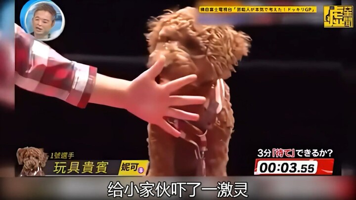 ชาเลนจ์ห้ามกินเด็ดขาด! ถ้าเจ้าตูบสามารถยับยั้งใจไม่เข้าไปกินอาหารแสนอร่อยได้ภายใน 3 นาที ก็ถือว่าผ่า