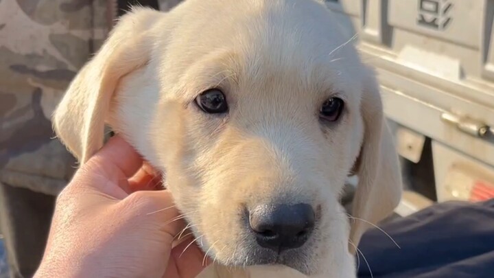 350 đồng để săn cho fan một em Labrador thuần chủng