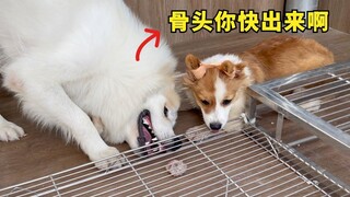 เมื่อกระดูกตัวโปรดของน้องหมาหลุดออกมา มาดูกันว่าพวกมันจะทำอะไรได้บ้างเพื่อเอามันออกมา