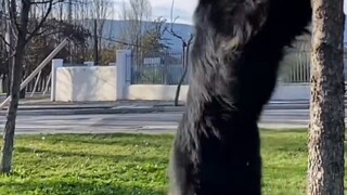 كلب الراعي البلجيكي جروندي يخرج في نزهة في وقت متأخر من الليل