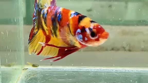 น้องปลากัด