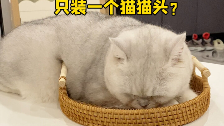 This stubborn streak is unbelievable! It’s locked in a feud with a basket…