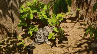 kucing berjemur