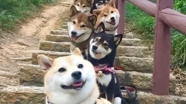 【twice】Jangan bilang—eh, malah benar-benar mirip hahaha