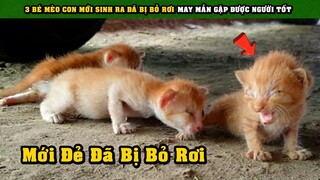 3 Bé Mèo Con Mới Sinh Ra Đời Đã Bị Bỏ Rơi May Mắn Được Người Tốt Giải Cứu Kịp Thời | Tám Tới Tấp