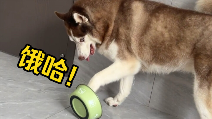 The husky is so hungry it's losing its mind—knocking on the bowl to hint to its owner; it's practica