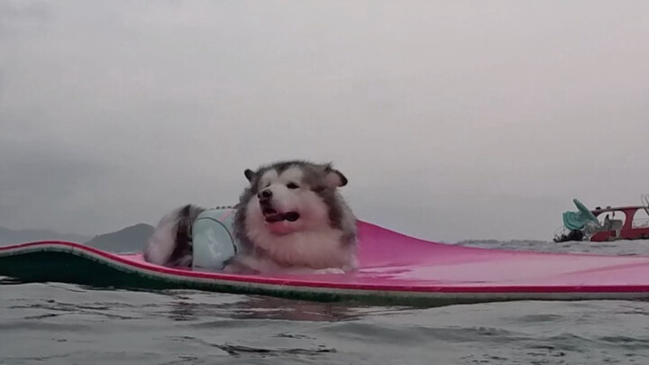 How can Big-Hearted Tiger swim so fast in the sea?