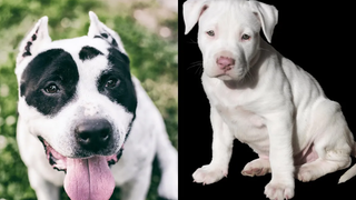 Pitbulls สุขภาพดี EP43 การรวบรวม Pitbull ที่ตลกและน่ารัก