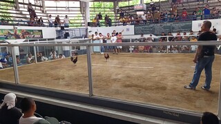 6 STAG/COCK LEGBA SINULOG FESTIVAL DERBY JAN. 24, 2025 FINALS - DRAW