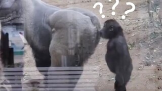 [Hewan] "Kelakuan-kelakuan bodoh para hewan"