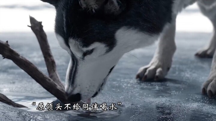 A truly excellent leader dog will not follow orders