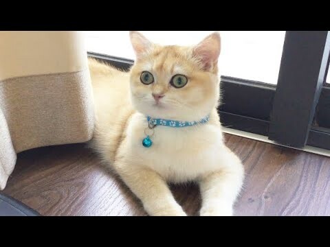 Cute Cat - Bé Mèo Con Buồn Ngủ Nhưng Vẫn Thích Hóng Chuyện - Funny Kittens