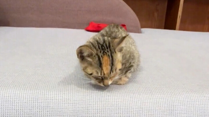 Để đánh bại lũ chuột, mình đã đặc biệt mua một con mèo mướp.