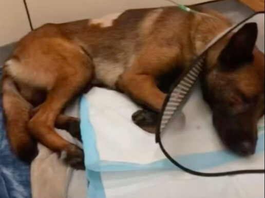 Không dám tưởng tượng chủ nhân của chó ngao Tây Tạng sẽ đau lòng đến mức nào nữa!