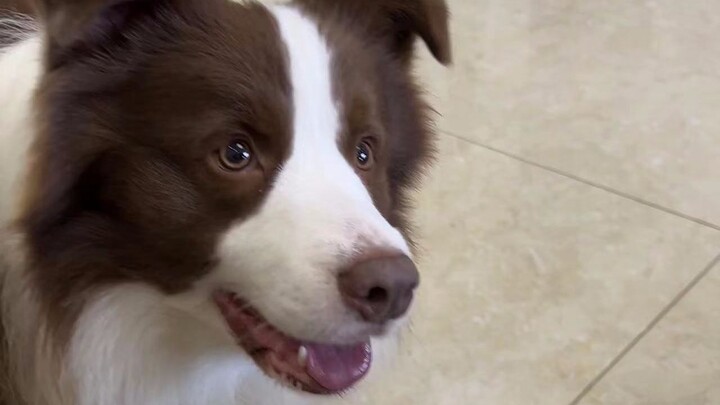 การเลี้ยงบอร์เดอร์คอลลี่ส่วนใหญ่ก็พึ่งแต่ฝีมือการแสดงล้วนๆ