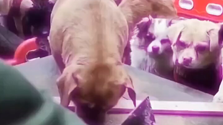 If it weren’t like this, could it be called the “Dog” King?