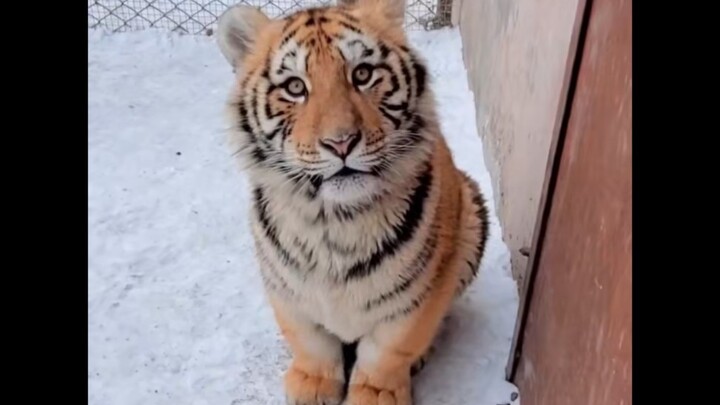 “I just want to be your chubby, tiger-like self”